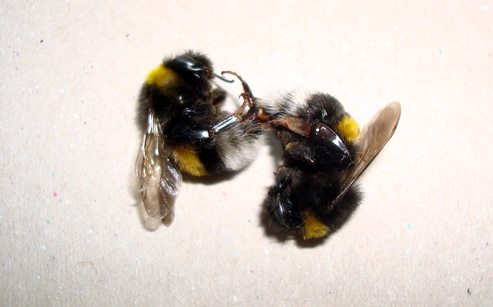 Bumblebees for pollination